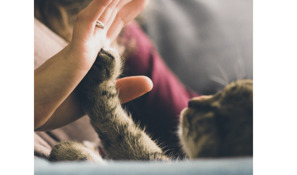 3 Amazing Ways To Honor A Cat That Has Passed Away