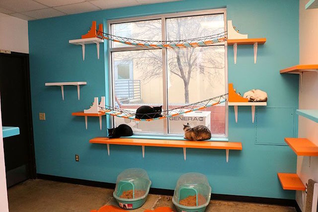 How Your Purchases Helped Renovate This Pet Friendly