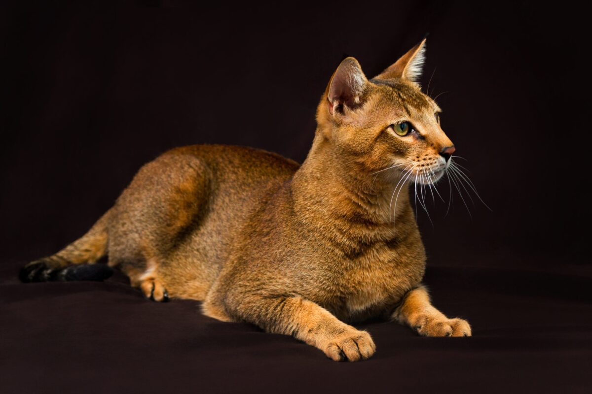 A tall, athletic Chausie Cat standing confidently with long legs and an alert but relaxed expression.
