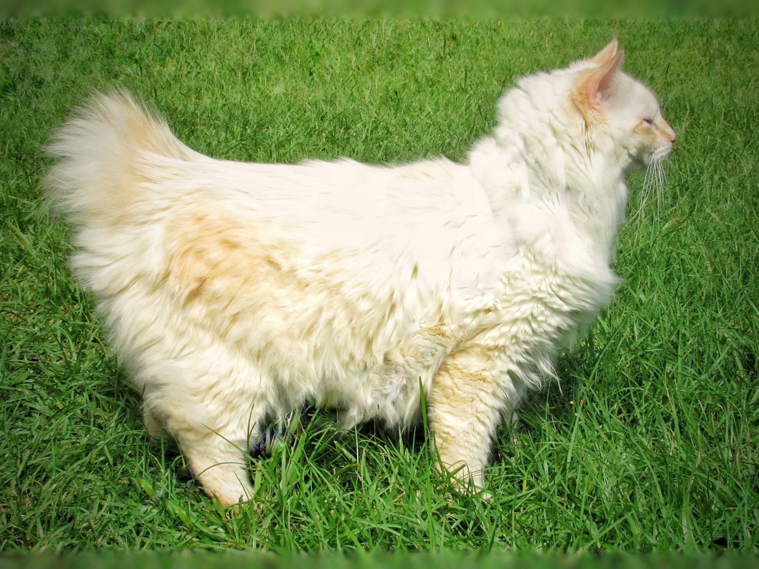 An American Bobtail Cat with a short natural tail, sturdy build, and alert ears standing among leafy plants.