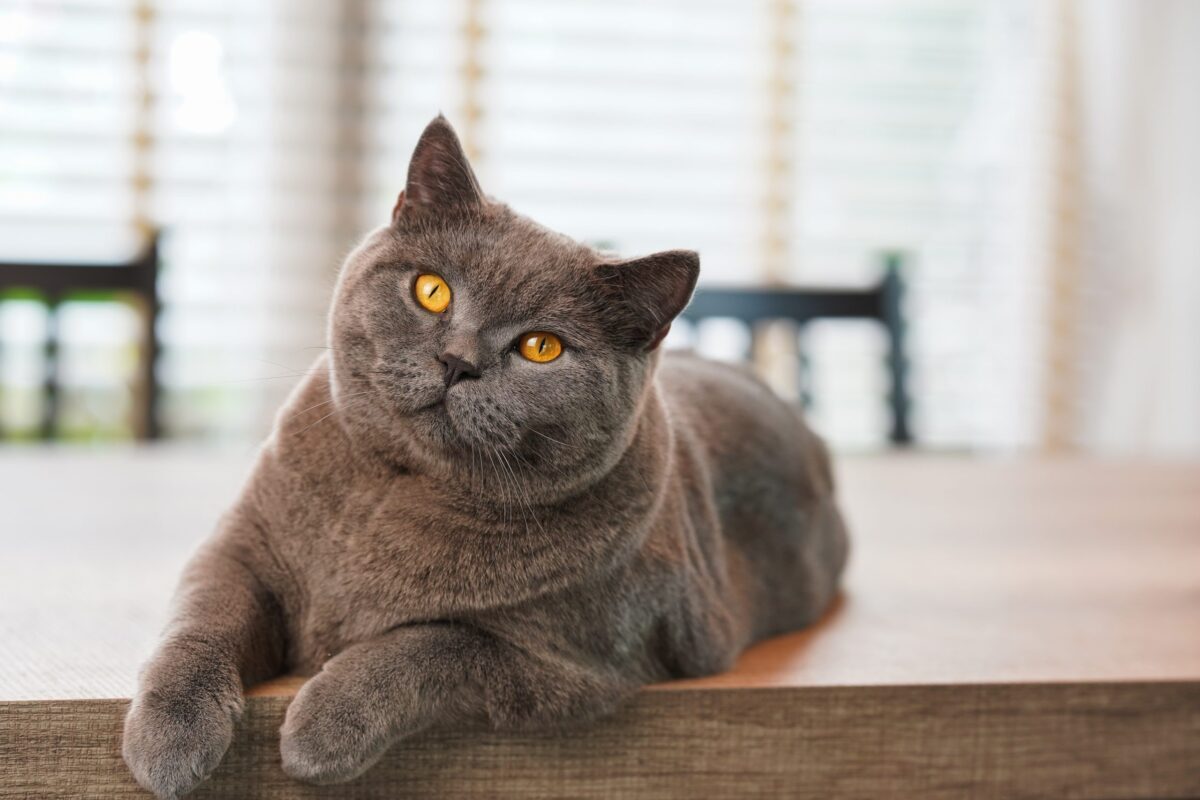 A British Shorthair resting independently on a cushioned chair with a calm, relaxed expression.
