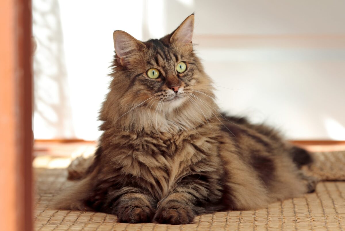 A magnificent Norwegian Forest Cat with a dense long coat, full ruff, and bushy tail.