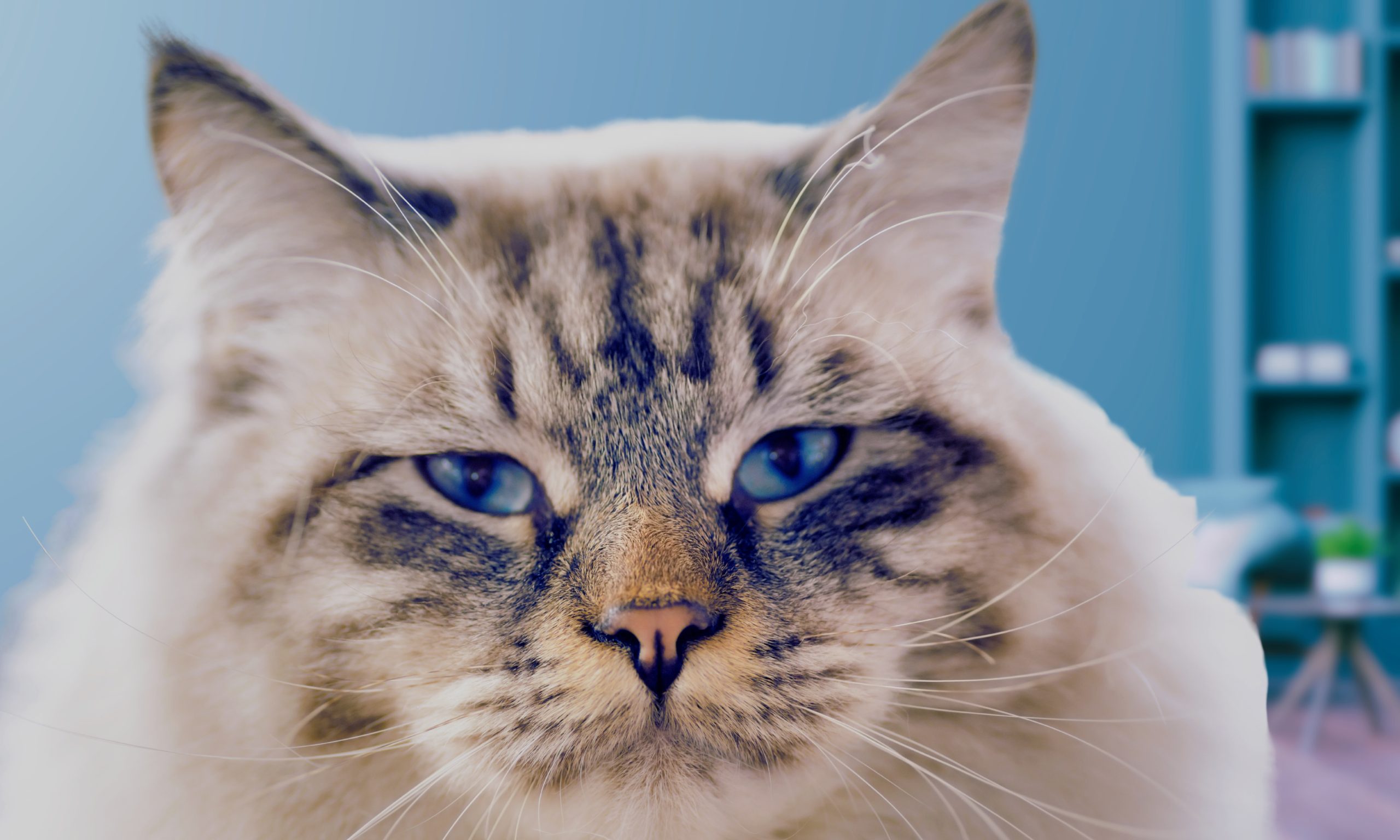 A fluffy Ragamuffin cat with large expressive eyes lounging beside their owner on a comfortable bed.