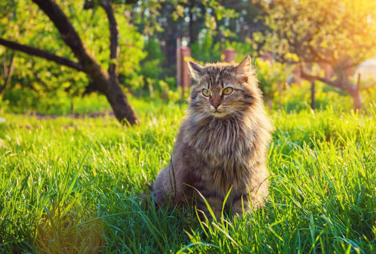 A striking Siberian Cat with a thick triple coat, powerful build, and full fluffy tail.