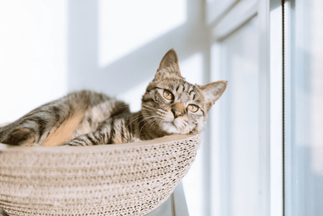 Cat resting by window