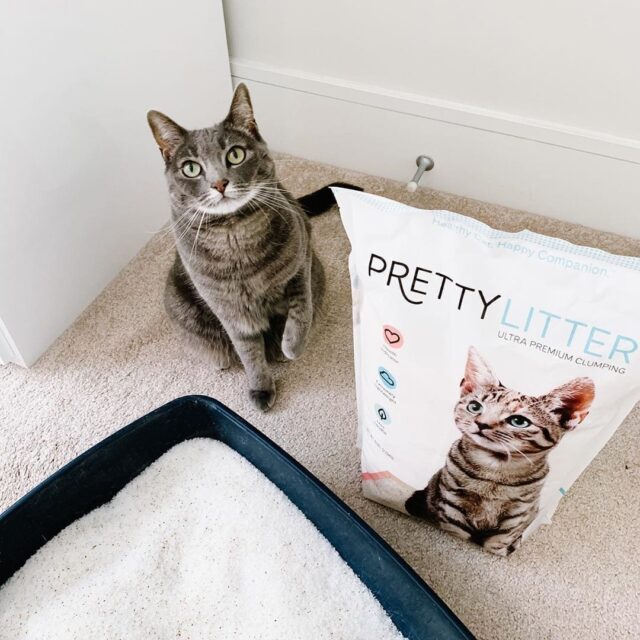 Grey cat and PrettyLitter