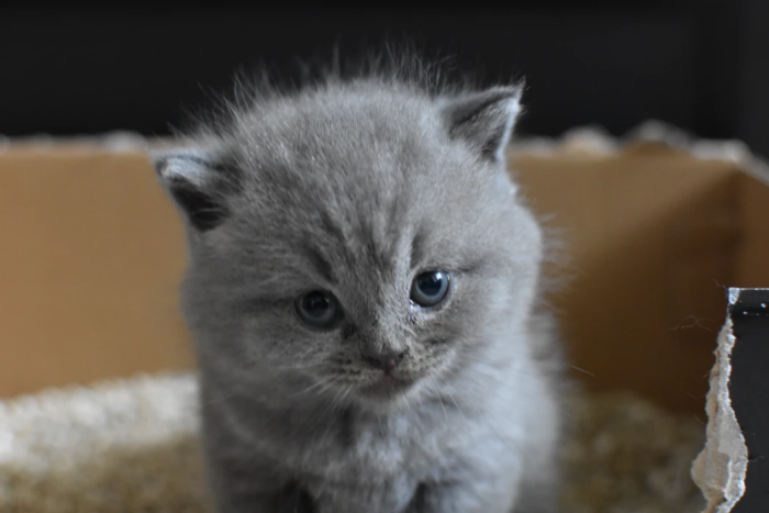 Kitten in litter box