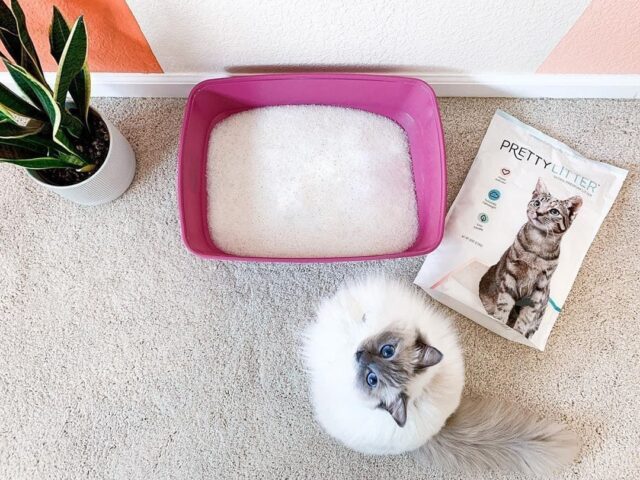 Ragdoll cat using PrettyLitter