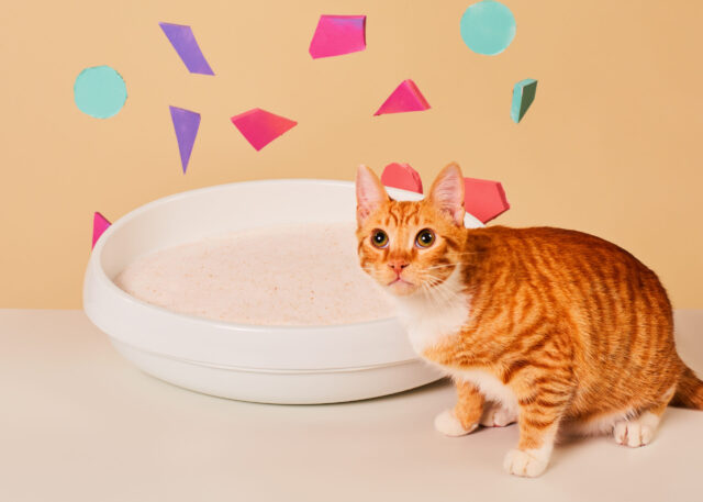 Colorful cat litter box