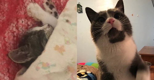 Two Cats, Two Sad Sad Beginnings. But Now They're Getting The Love They ...
