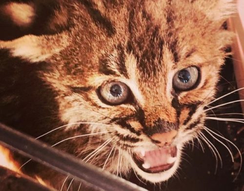 Woman Is Stunned To Learn That Her Rescue Kitten Is Actually A Wild Cat