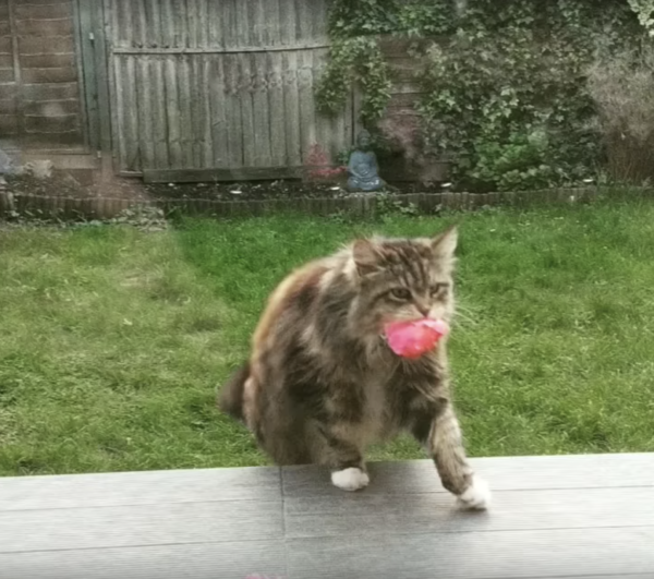 This Cat Delivers Flowers Instead of Dead Animals