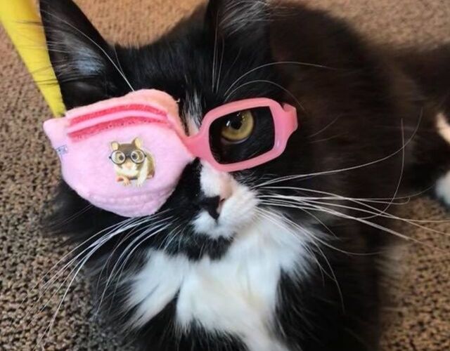 Meet Truffles, the special kitty who wears glasses to help kids feel better  about wearing theirs