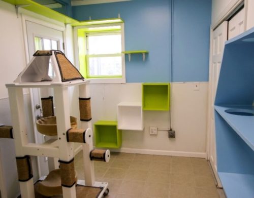 You Helped Fund The Creation Of This Incredible Cat Room!