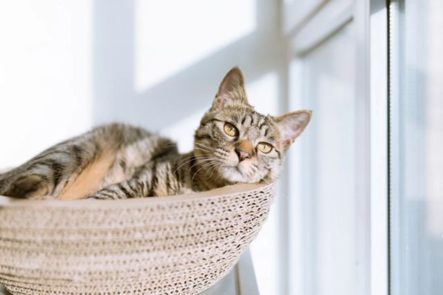 Cat by window