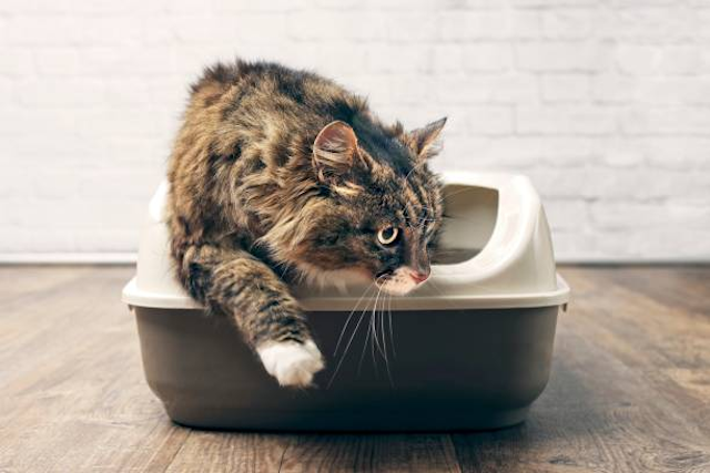 Cat in litter box