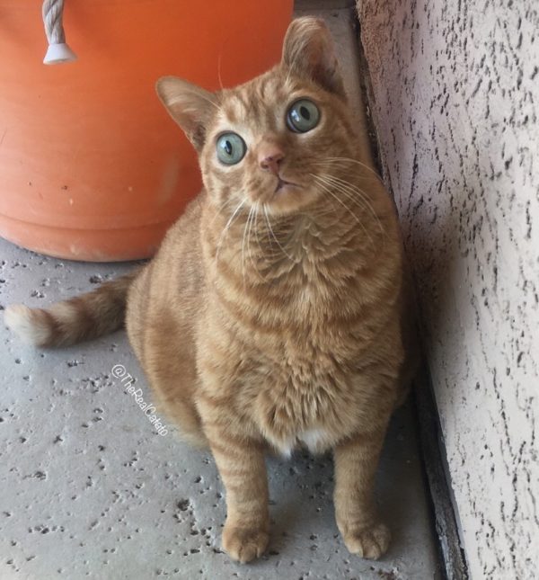 potato cat