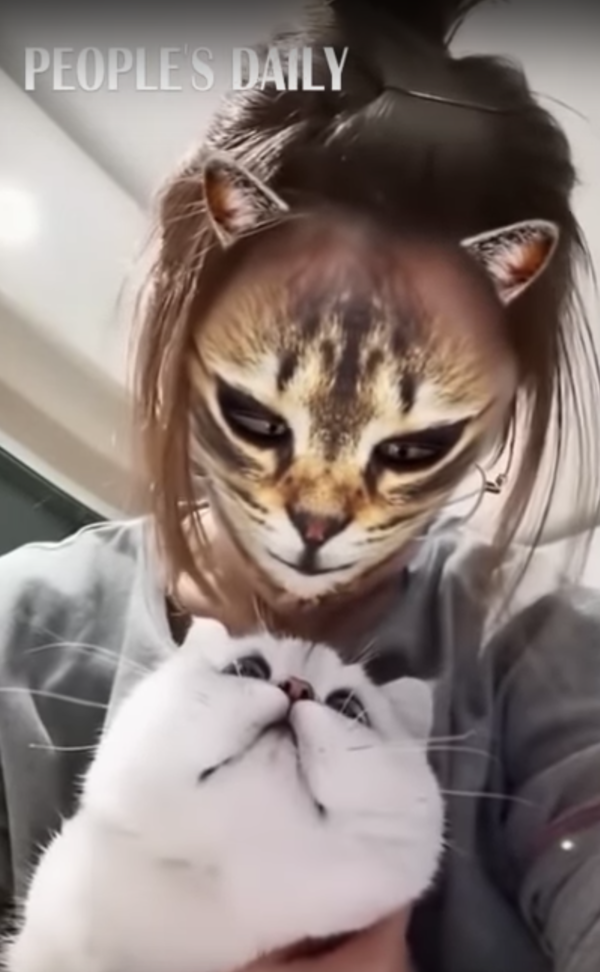 so Face App perceives chad cat as a human face : r/oddlyterrifying