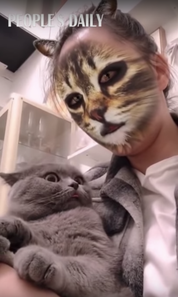 Cats Freak Out When Their Parents Use Cat Face Filters