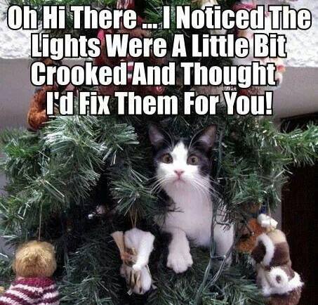 cute christmas cat memes