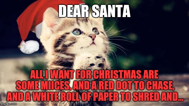 cute christmas cat memes