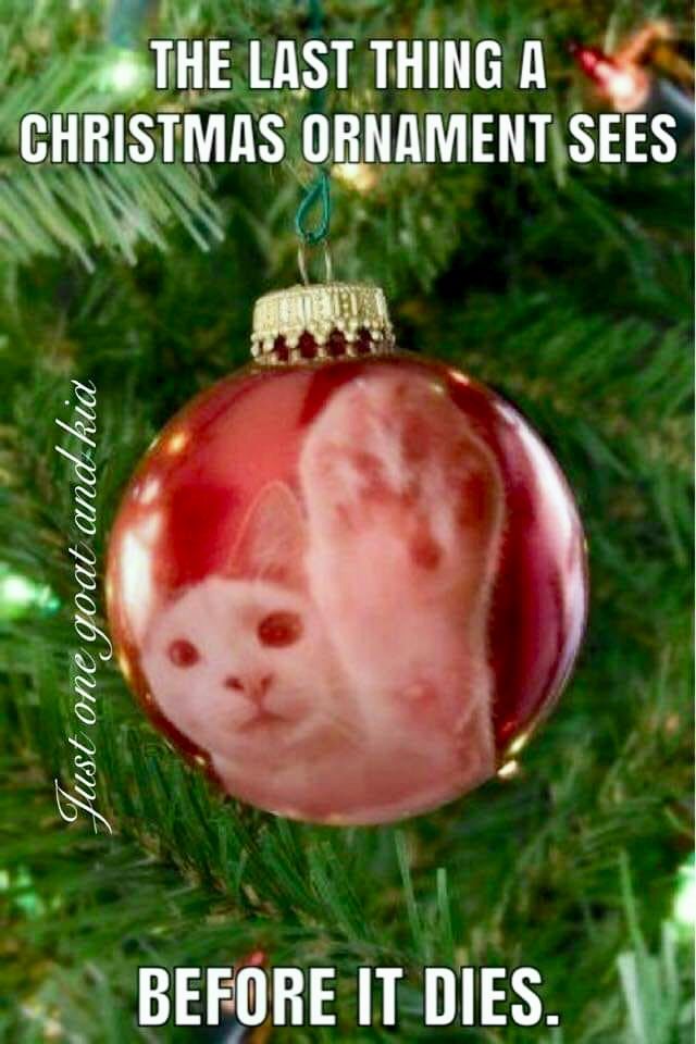 cute christmas cat memes