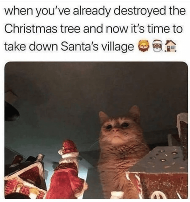 15 Holiday Memes Cat Lovers Can Relate To