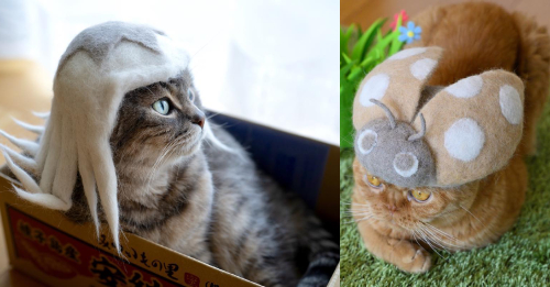 Cats In Hats Made From Their Own Hair