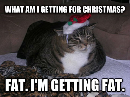 christmas cat meme