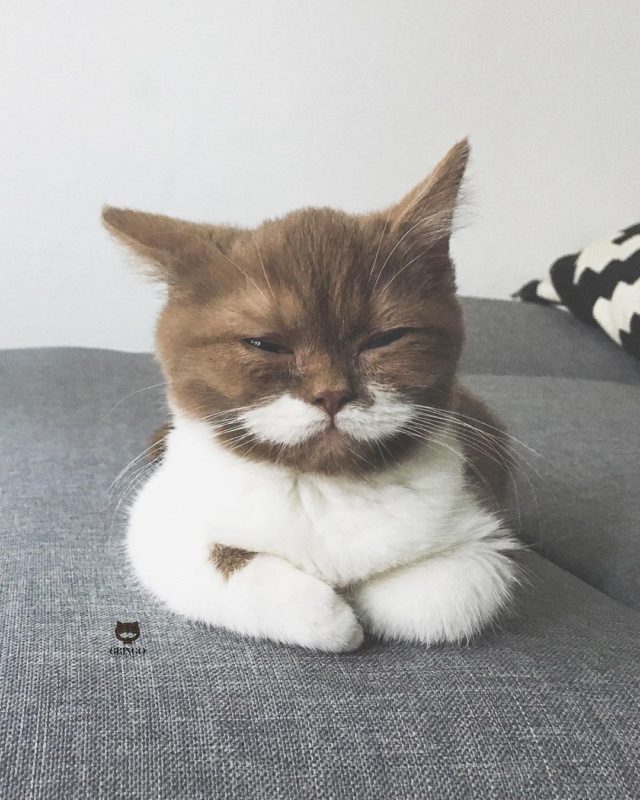 A Mustached Gentleman, Gringo Is A Dapper Cat