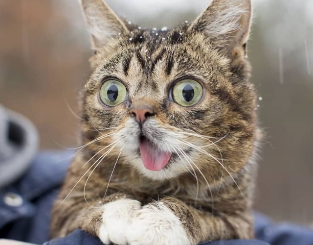 lil bub pillow