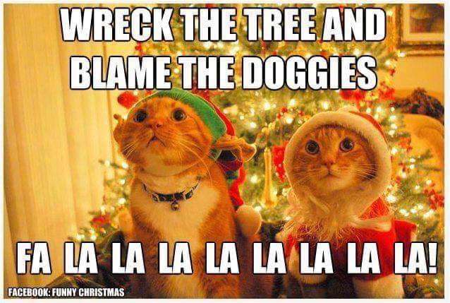 Funny Cat Christmas Picture