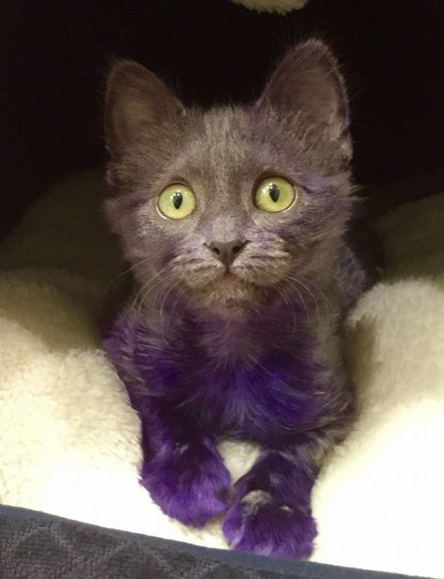 Dyed cat named 'Smurf' that was likely used as chew toy recovering