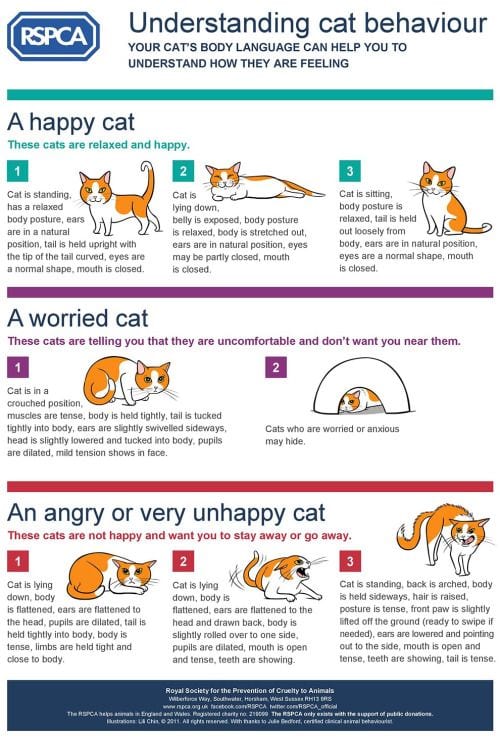 How To Tell if a Cat Is Angry 