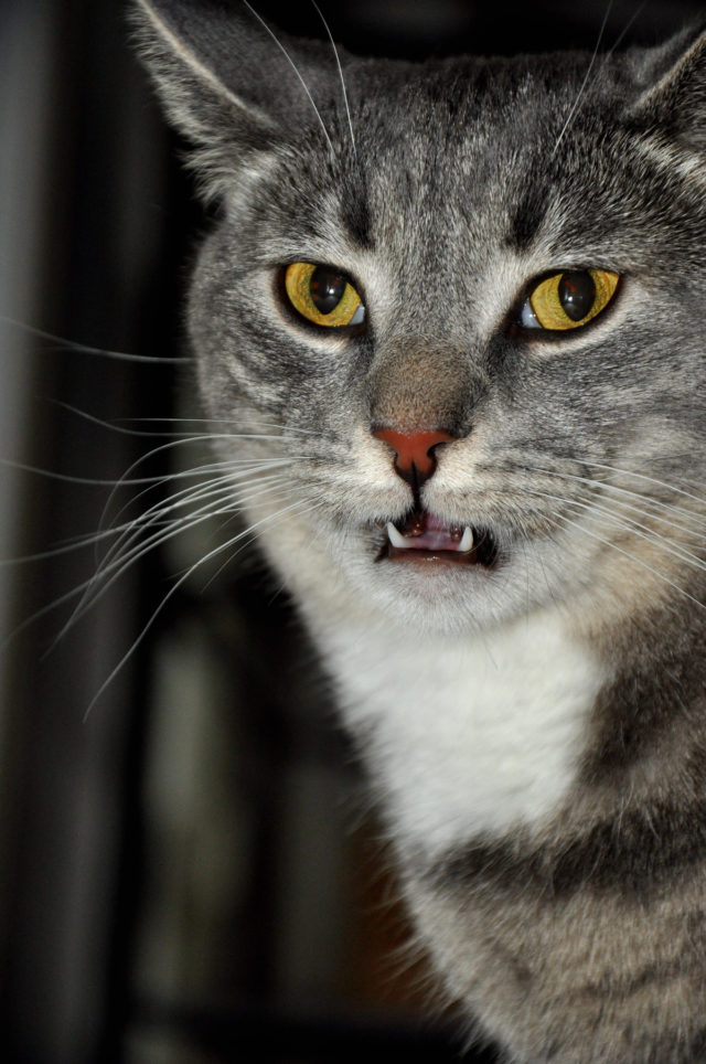 15 Things Humans Do That Cats Dislike The Feline Observer