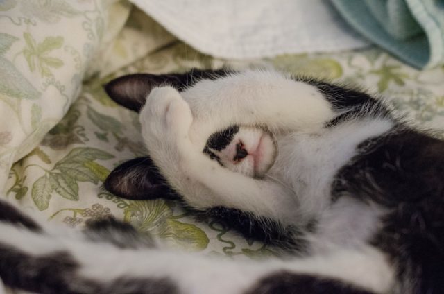 15 Things Humans Do That Cats Dislike