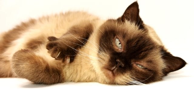 II. Common Siamese Cat Traits and Characteristics 