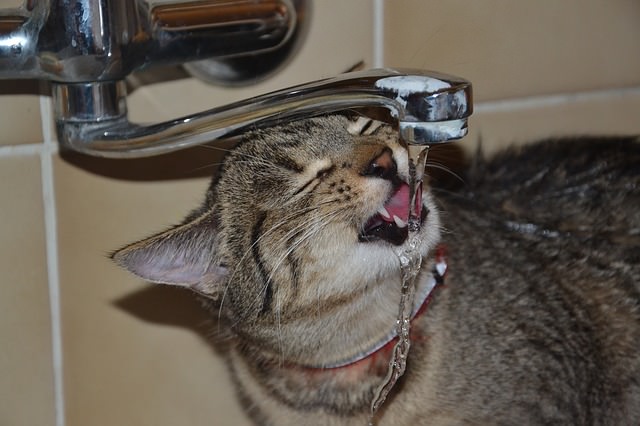 15 Things Humans Do That Cats Dislike