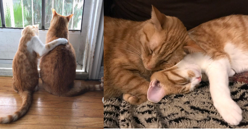 Adorable Crabby Tabby Makes Sure Rescued Cat Stays