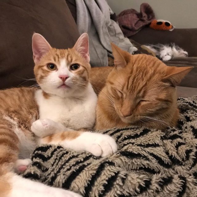 Adorable Crabby Tabby Makes Sure Rescued Cat Stays | iHeartCats.com