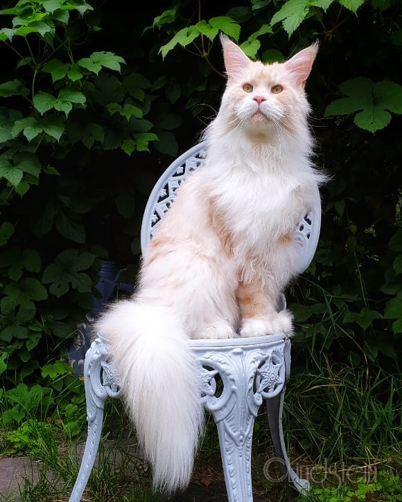 About Maine Coon Cats: Gentle Giants, Rulers Of Hearts | iHeartCats.com