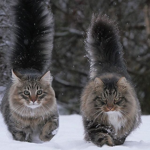 tiger polydactyl cat