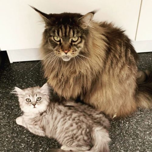 About Maine Coon Cats: Gentle Giants, Rulers Of Hearts