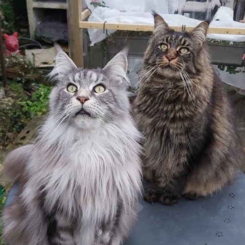 About Maine Coon Cats: Gentle Giants, Rulers Of Hearts