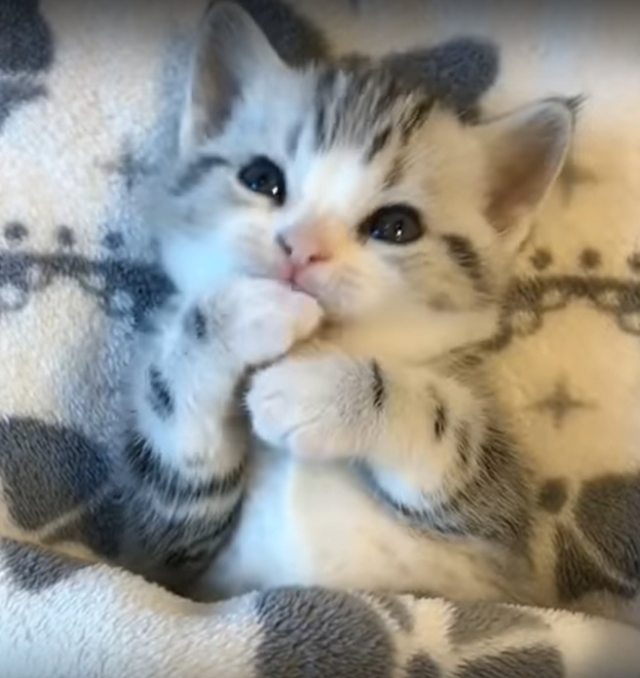 cute and cuddly kittens