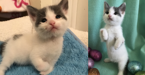 Your Purchases Helped Kittens Receive Special Care