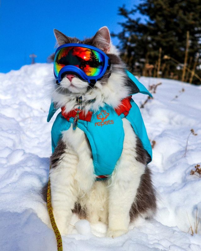 Explore The Great Outdoors With Gary The Cat | iHeartCats.com