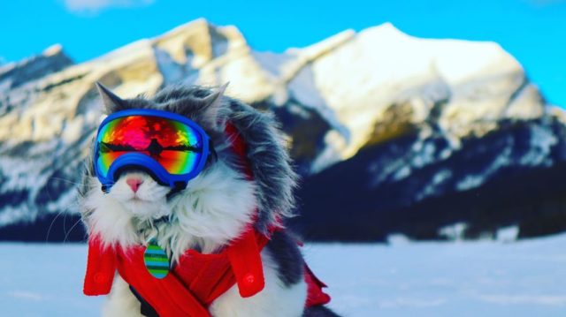 Explore The Great Outdoors With Gary The Cat | iHeartCats.com