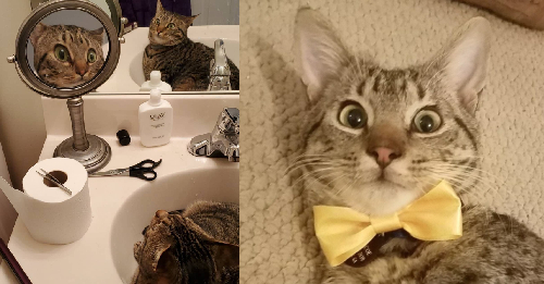 Mirror, Mirror, Who's The Most Surprised Cat Of All?