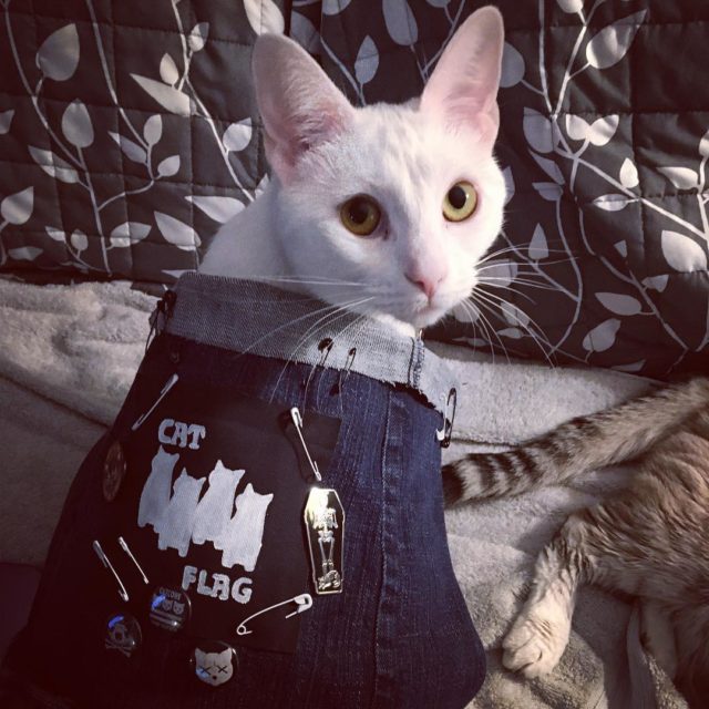 Rock Out With Cats Flexing Metal Battle Vests | iHeartCats.com